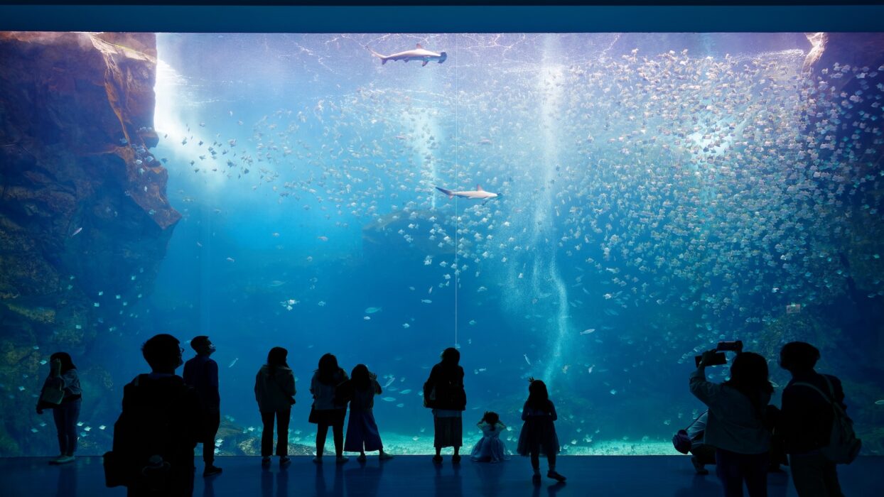 驚異の世界へ飛び込もう:桃園の水の宝石、Xpark Aquariumの究極の旅行ガイド background image