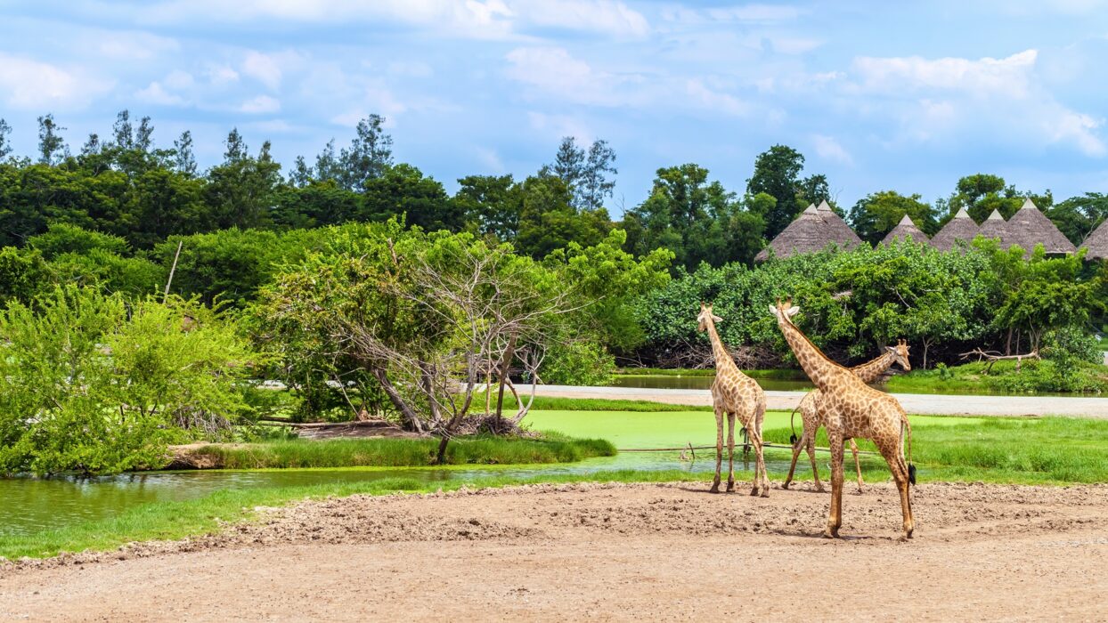 Uncover the Wild Wonders: A Complete Travel Guide to Safari World Bangkok background image