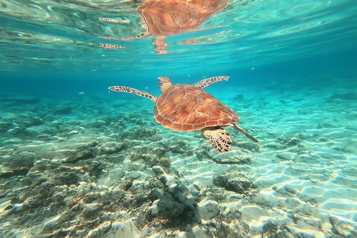 Sea Turtle at Gili Trawangan, Lombok, Indonesia Sea Turtle at Gili Trawangan, Lombok, Indonesia