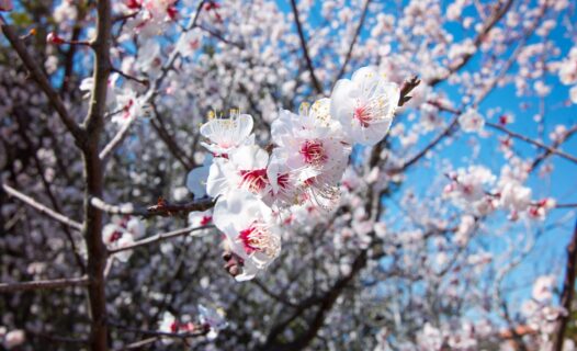 Soggiorni di charme: Dove alloggiare a Jeju per i fiori di ciliegio