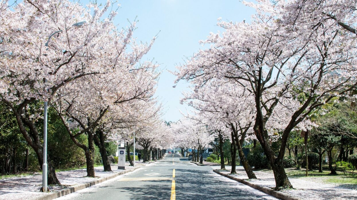 体验济州岛樱花的魅力:完整旅游指南 background image