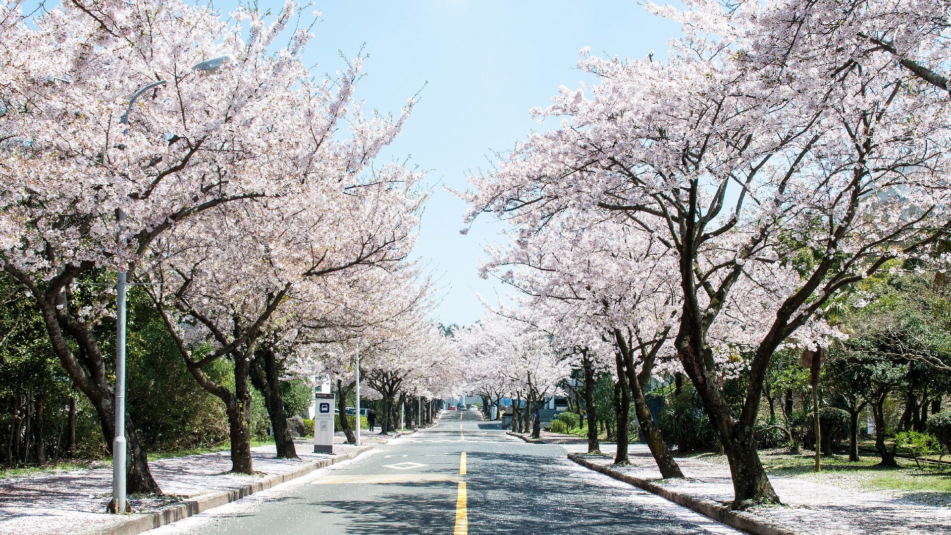 Trải nghiệm sự kỳ diệu của hoa anh đào đảo Jeju: Hướng dẫn du lịch hoàn  chỉnh » Agoda: See The World For Less