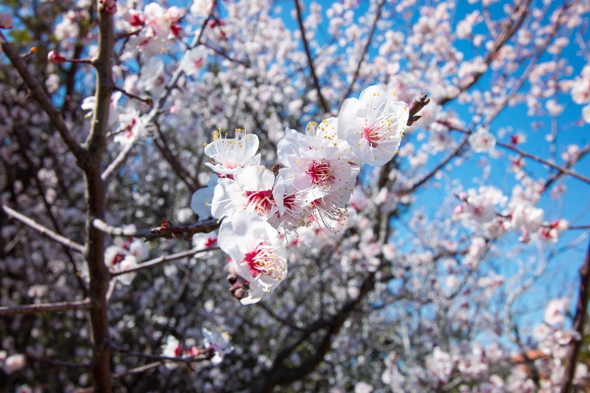Cherry Blossom, Jeju Island Cherry Blossom, Jeju Island