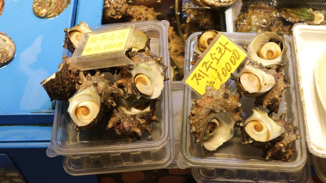 探索濟州島:濟州島獨特風味的美食之旅 background image