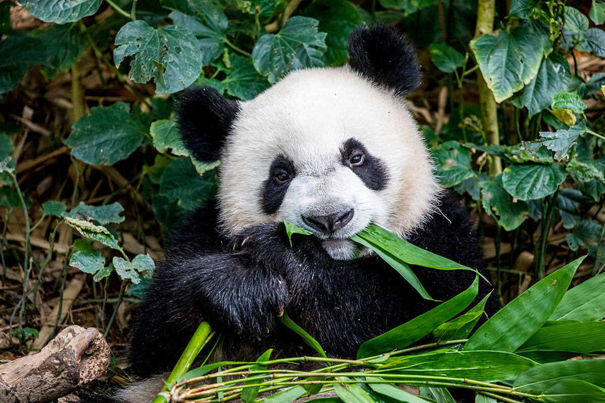 新加坡動物園 新加坡動物園