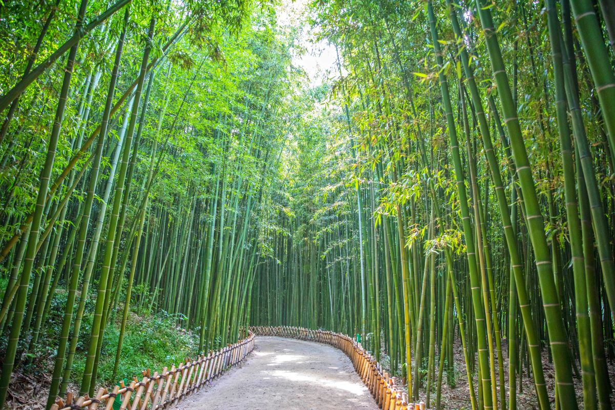 Hutan Bambu di Taehwagang Grand Park Hutan Bambu di Taehwagang Grand Park