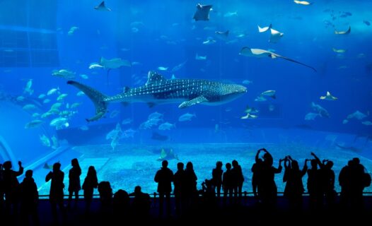 Okinawa Main Island: Affordable Stays for the Savvy Traveler