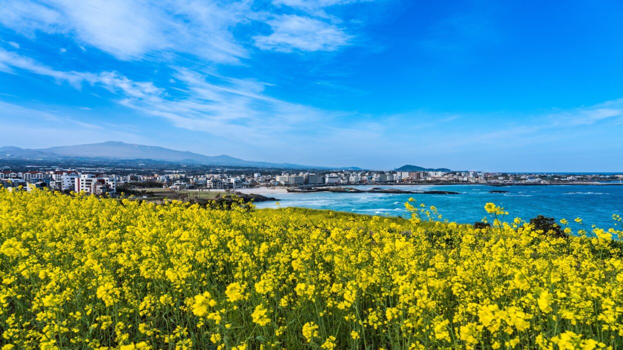 Jeju nở rộ: Khám phá sự kỳ diệu của mùa hoa cải dầu background image