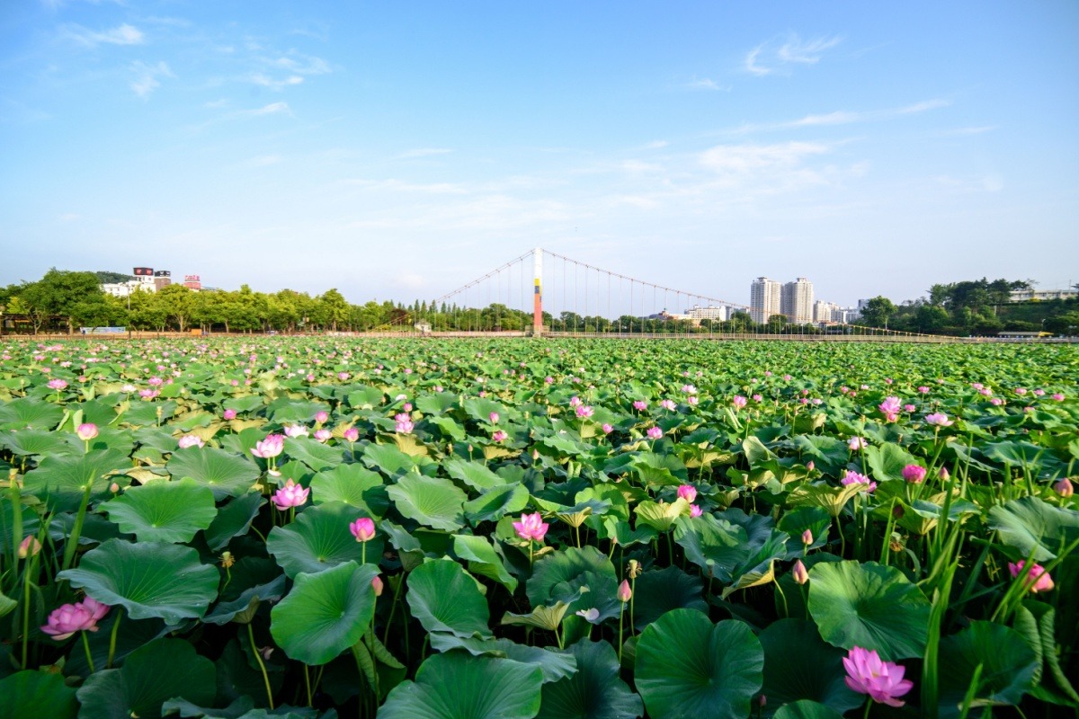 Lotus flowers in Deokjin Park, Jeonju, South Korea