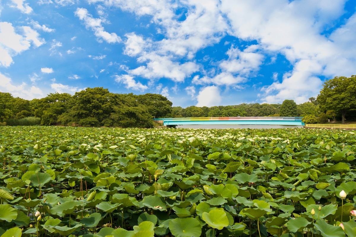 長居植物園、大阪、日本 長居植物園、大阪、日本