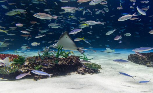 Tauchen Sie ein in das Wunder: Erkunden Sie das Tokyo Aquarium in Japans pulsierender Hauptstadt