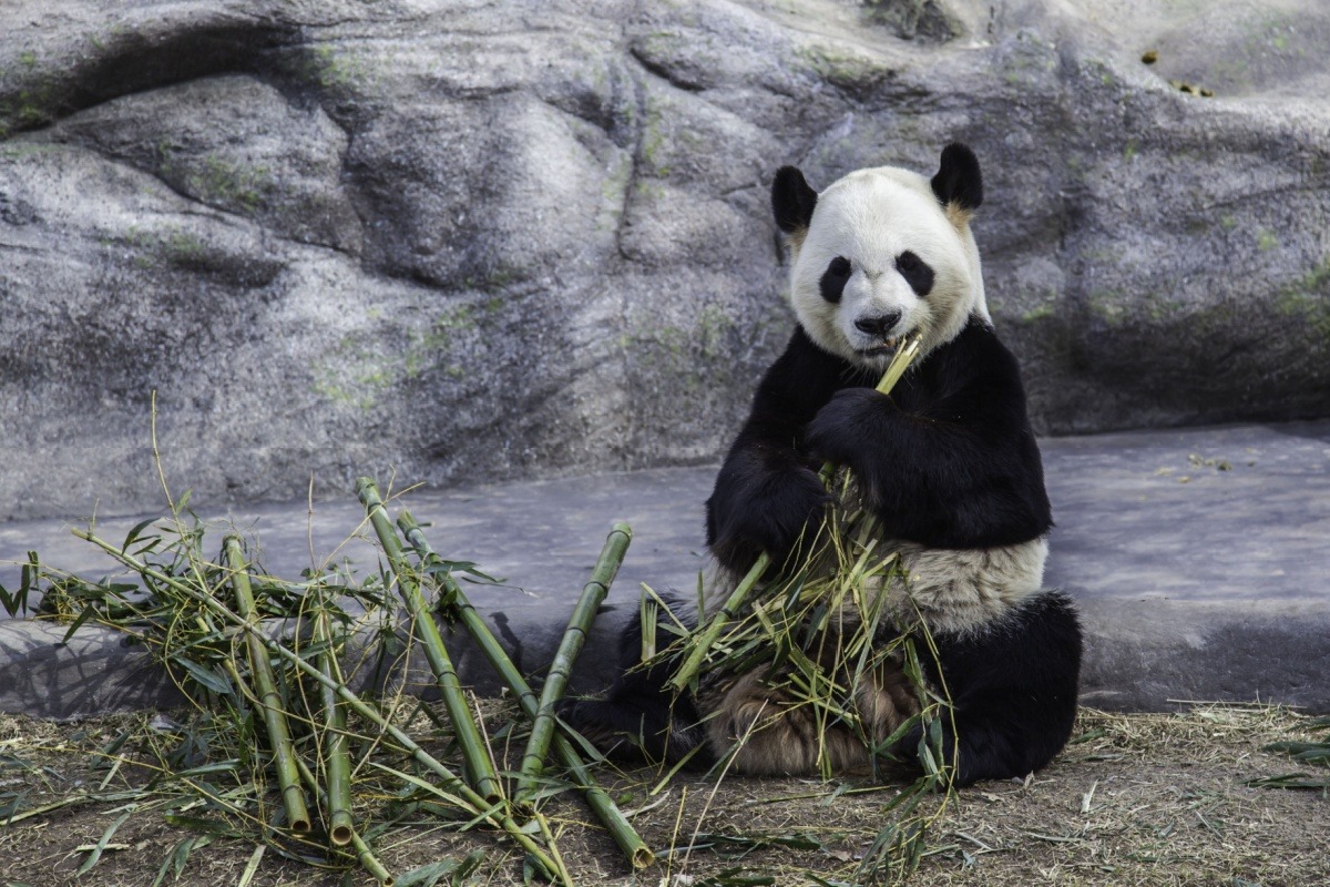 Panda in Kobe Zoo Panda in Kobe Zoo