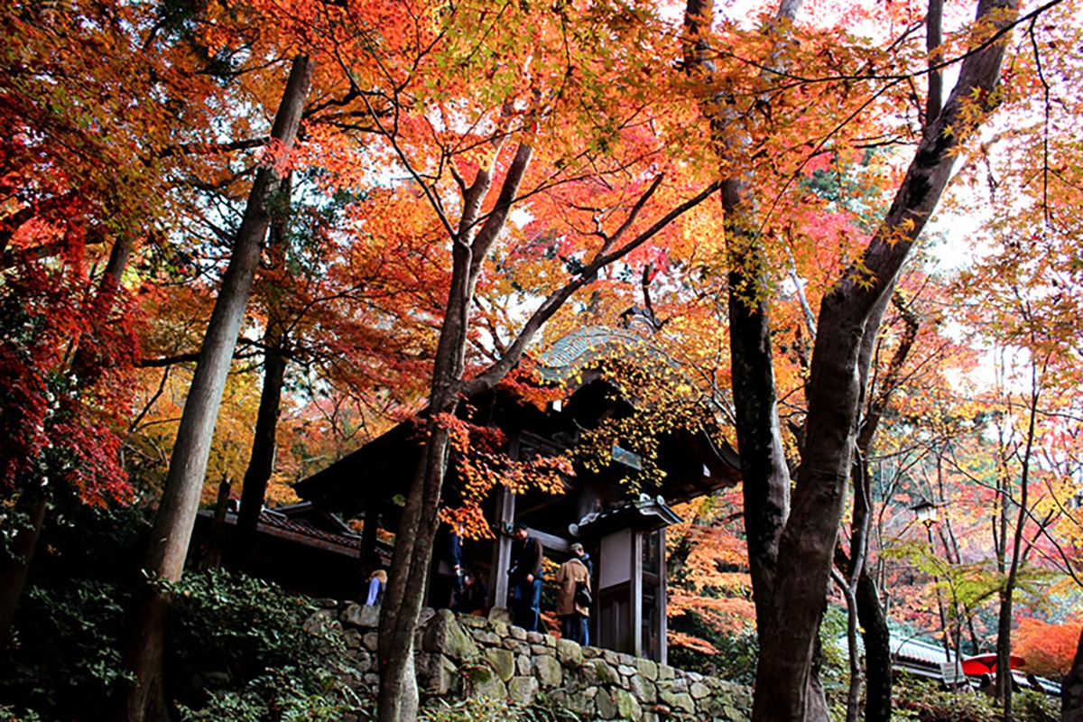 Fall Foliage-Arima Onsen Fall Foliage-Arima Onsen