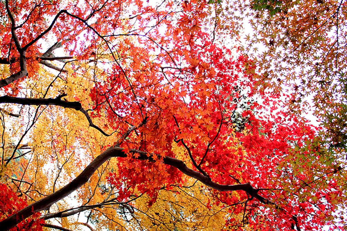 Fall Foliage-Arima Onsen Fall Foliage-Arima Onsen