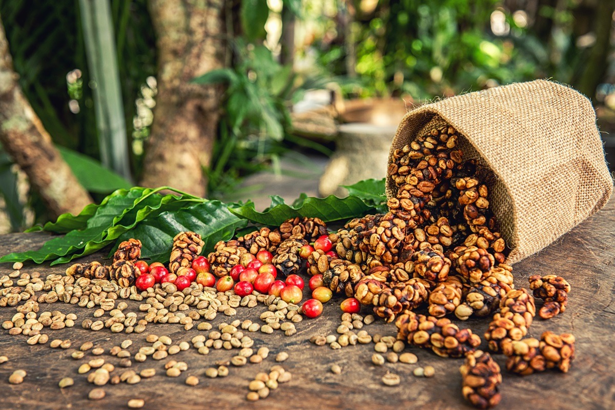 Civet Coffee Civet Coffee