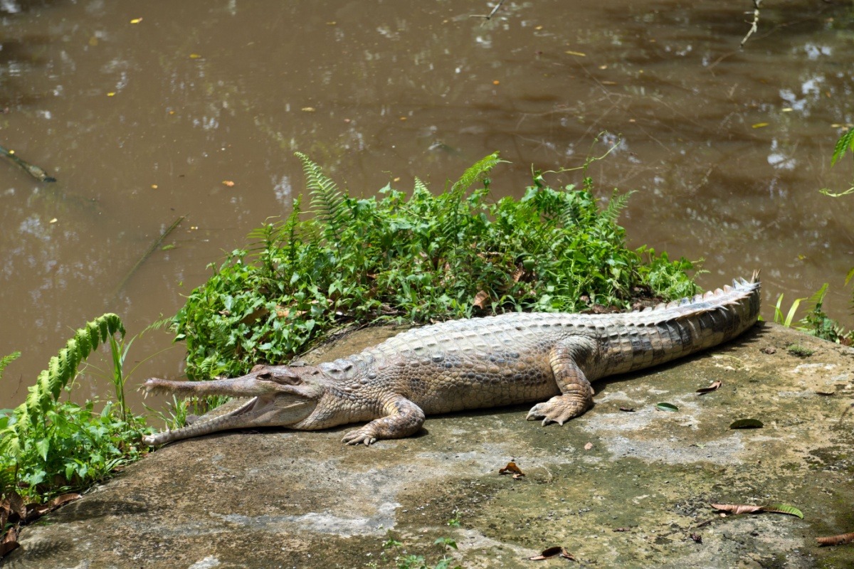 Crocodile Park in Bekasi Crocodile Park in Bekasi