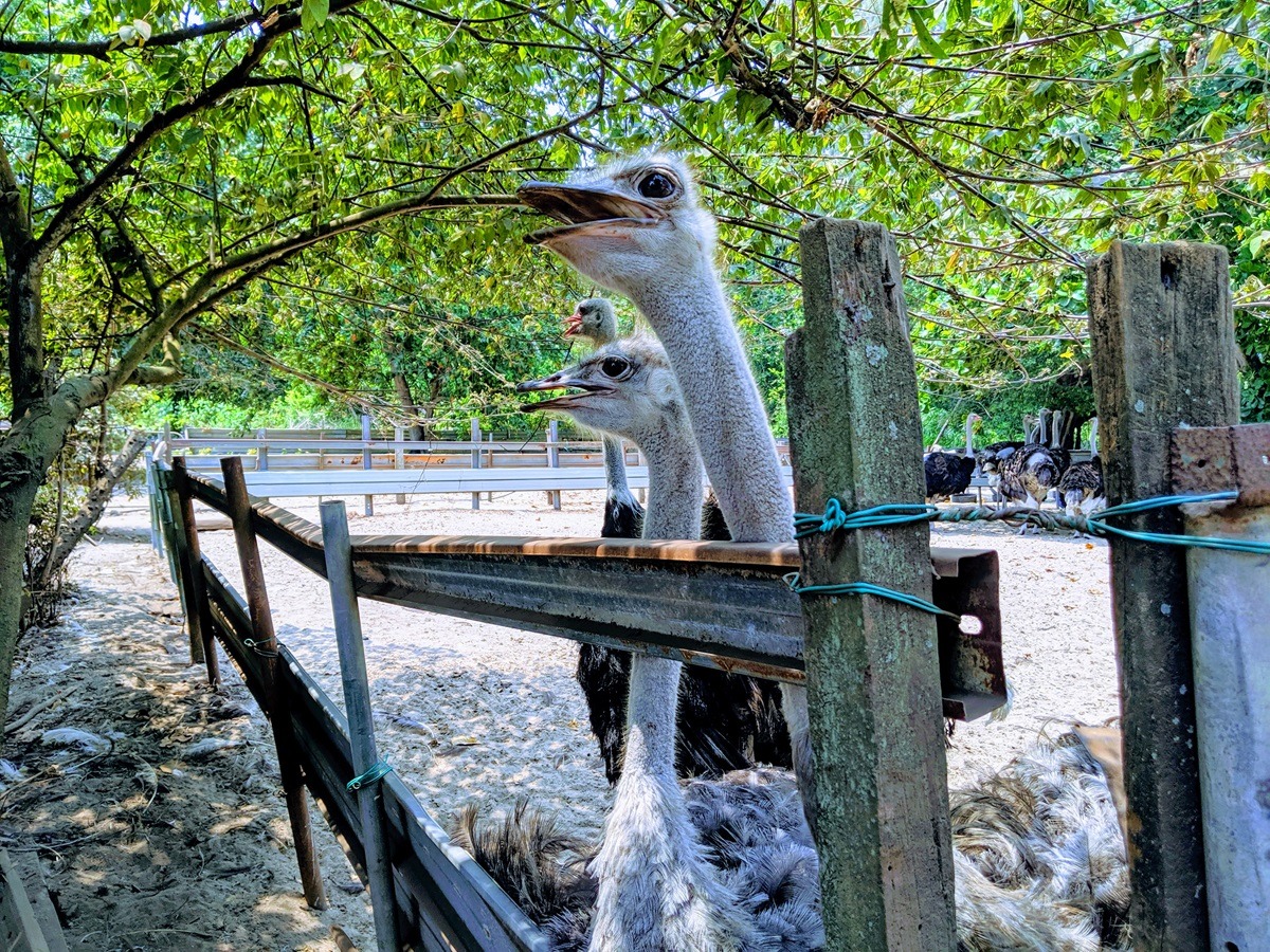 Desaru Ostrich Farm, Malaysia Desaru Ostrich Farm, Malaysia