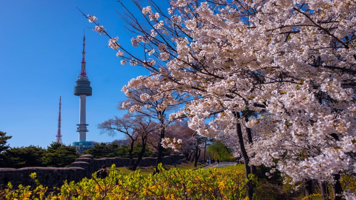Seouler Wald-Kirschblüten: Ein blühendes Paradies im Herzen von Seoul background image