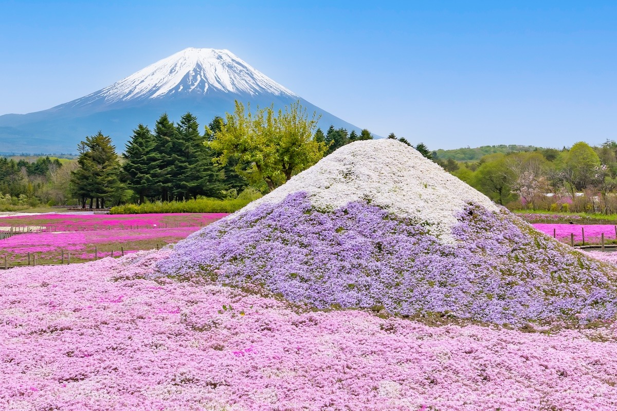富士芝桜まつり 富士芝桜まつり