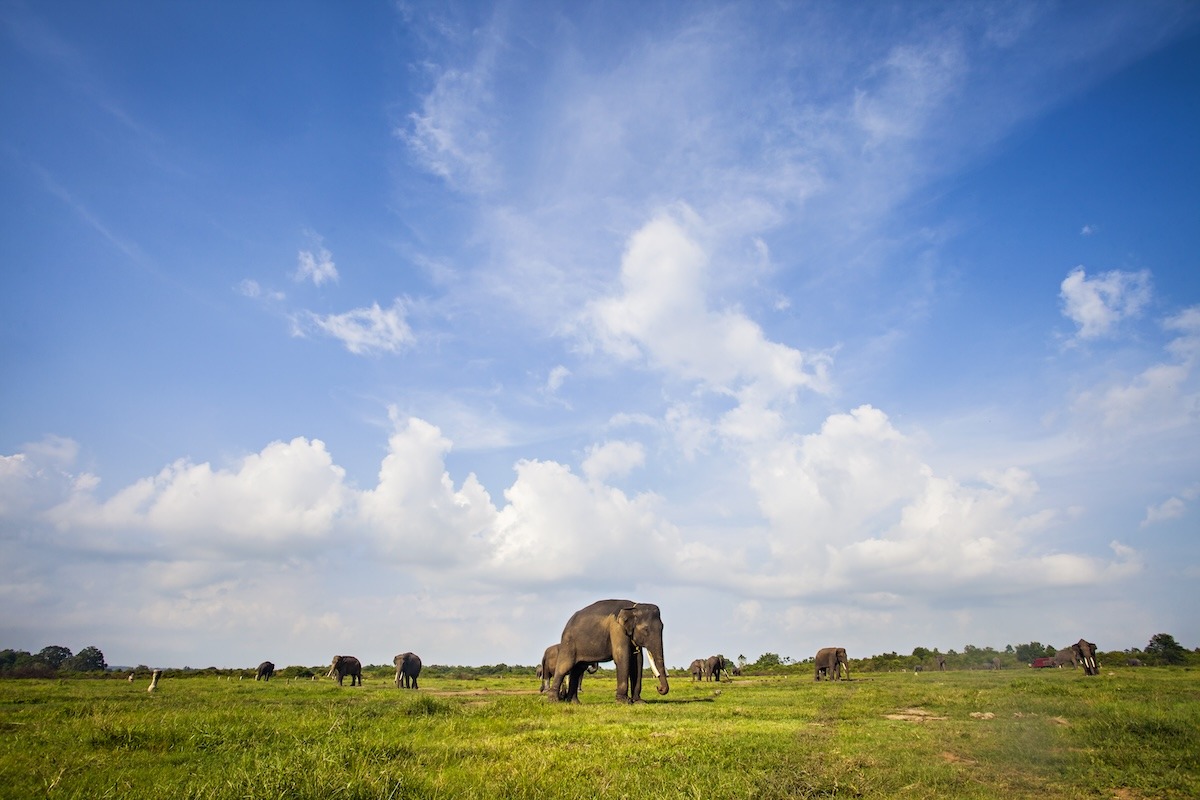 Things to Do in Bandar Lampung-Kambas National Park Things to Do in Bandar Lampung-Kambas National Park