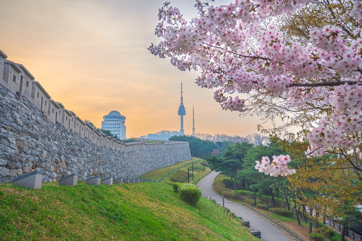 Namsan Park und Namsan Tower im Frühling Kirschblüten, Seoul, Südkorea Namsan Park und Namsan Tower im Frühling Kirschblüten, Seoul, Südkorea