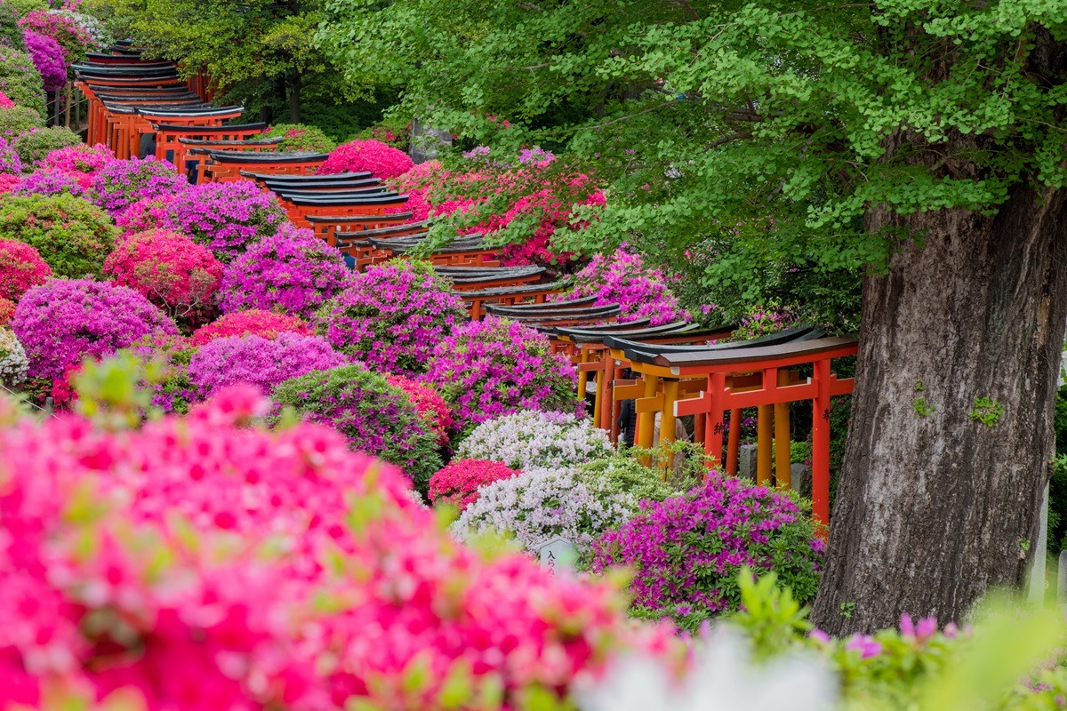 日本東京根津神社 日本東京根津神社