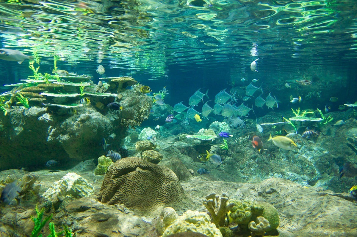 海洋公園水族館 海洋公園水族館
