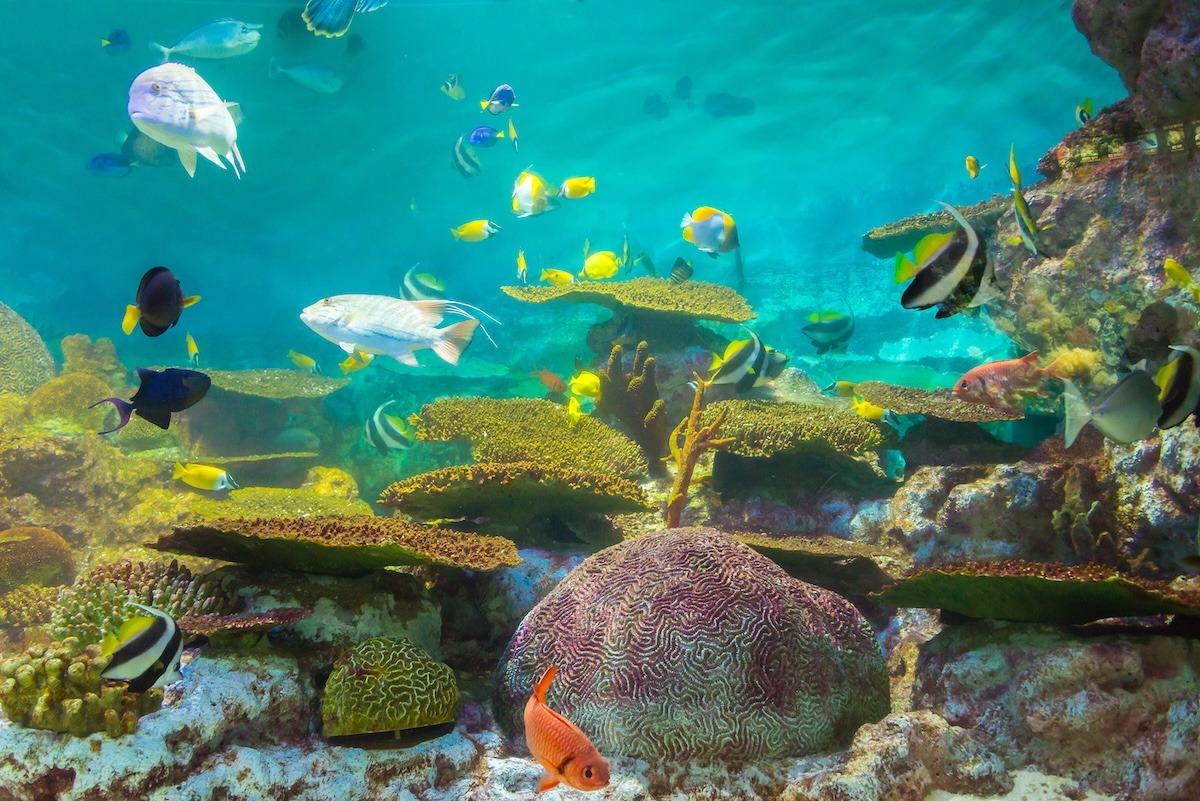 Things to do in Rayong Aquarium