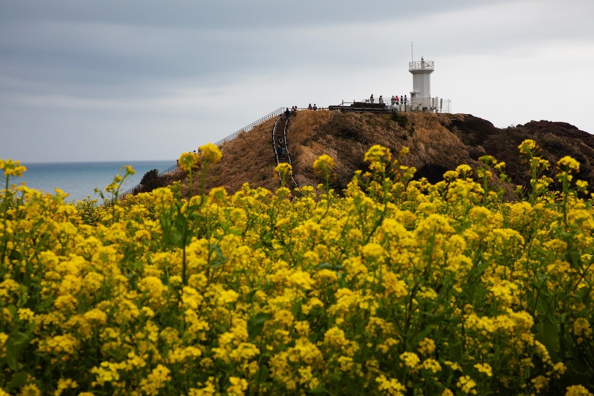 Hoa cải dầu và hoa Seopjikoji ở đảo Jeju, Hàn Quốc Hoa cải dầu và hoa Seopjikoji ở đảo Jeju, Hàn Quốc