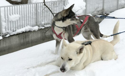 日本北海道寵物友善住宿的終極指南：享受舒適的毛皮假期！