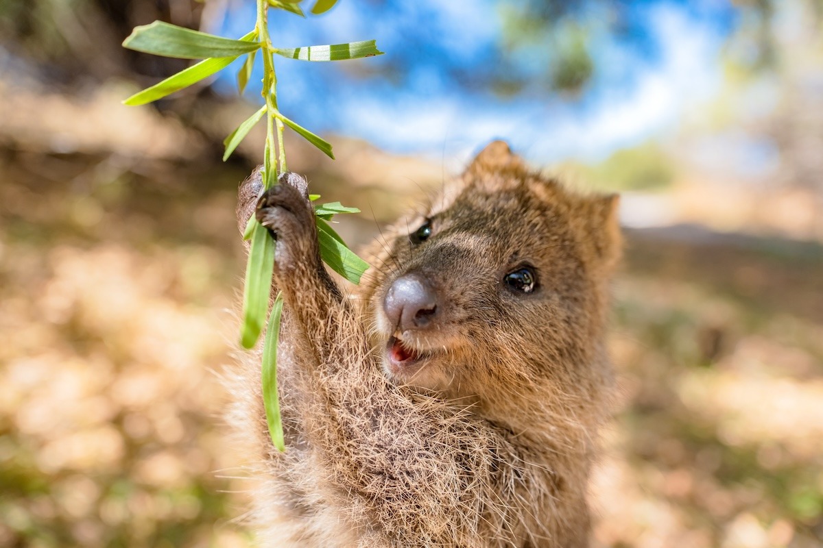 Guide to Traveling in Perth-Quokka is enjoying a swing Guide to Traveling in Perth-Quokka is enjoying a swing