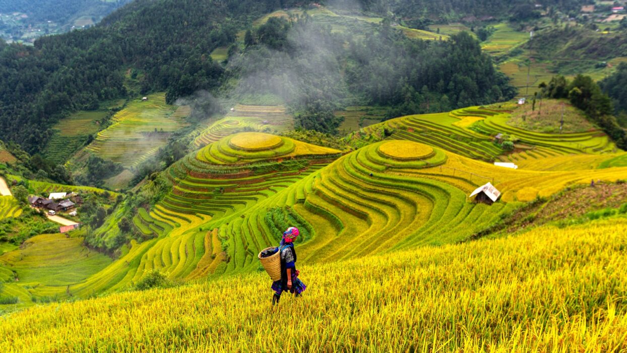 越南自由行终极指南:探索永恒魅力之地 background image