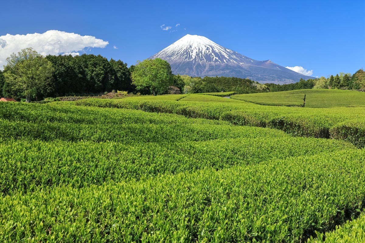 Mount Fuji Mount Fuji