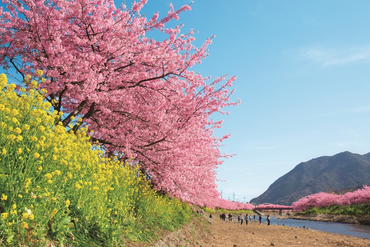 Sakura Sakura