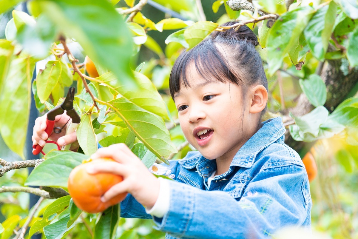Hamamatsu Fruit Park Tokinosumika