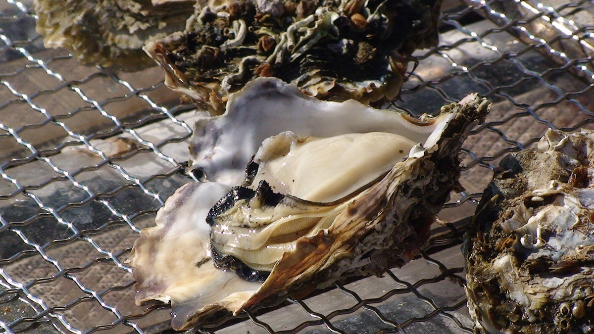 Oyster