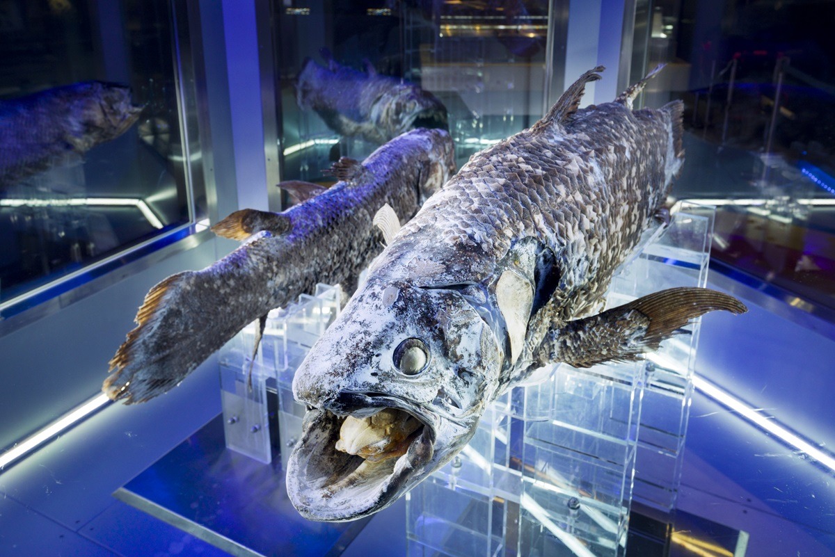 The Deep Sea Aquarium The Deep Sea Aquarium