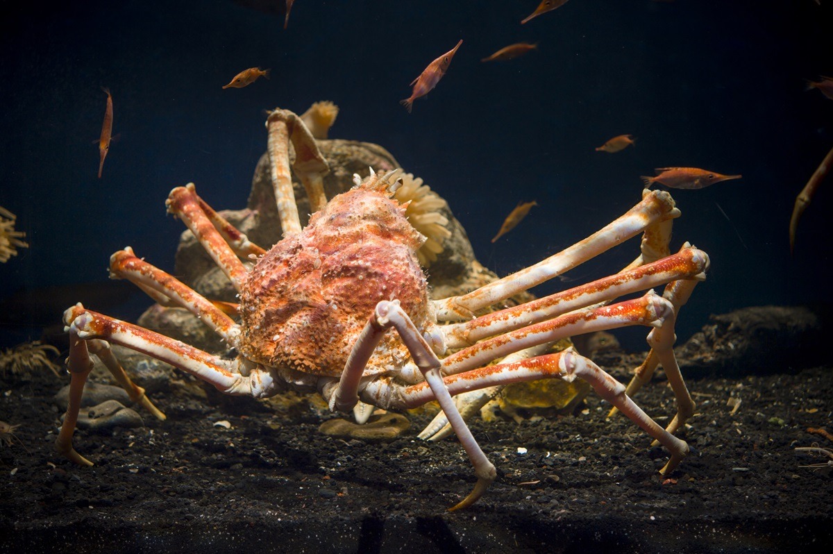 Crab Crab