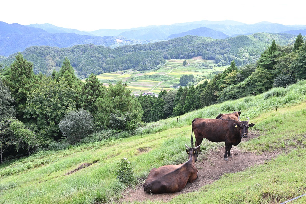 Tajima Pasture Park Tajima Pasture Park
