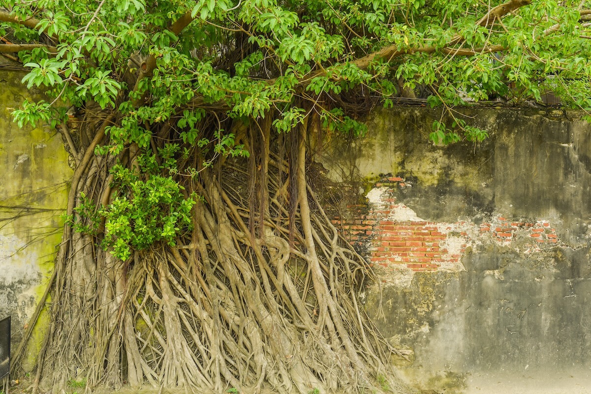 Maison de l'arbre d'Anping, Tainan Maison de l'arbre d'Anping, Tainan