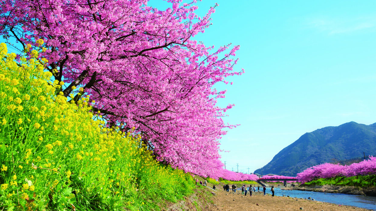 享受溫泉和精彩戶外活動,來趟充實的伊豆之旅 background image