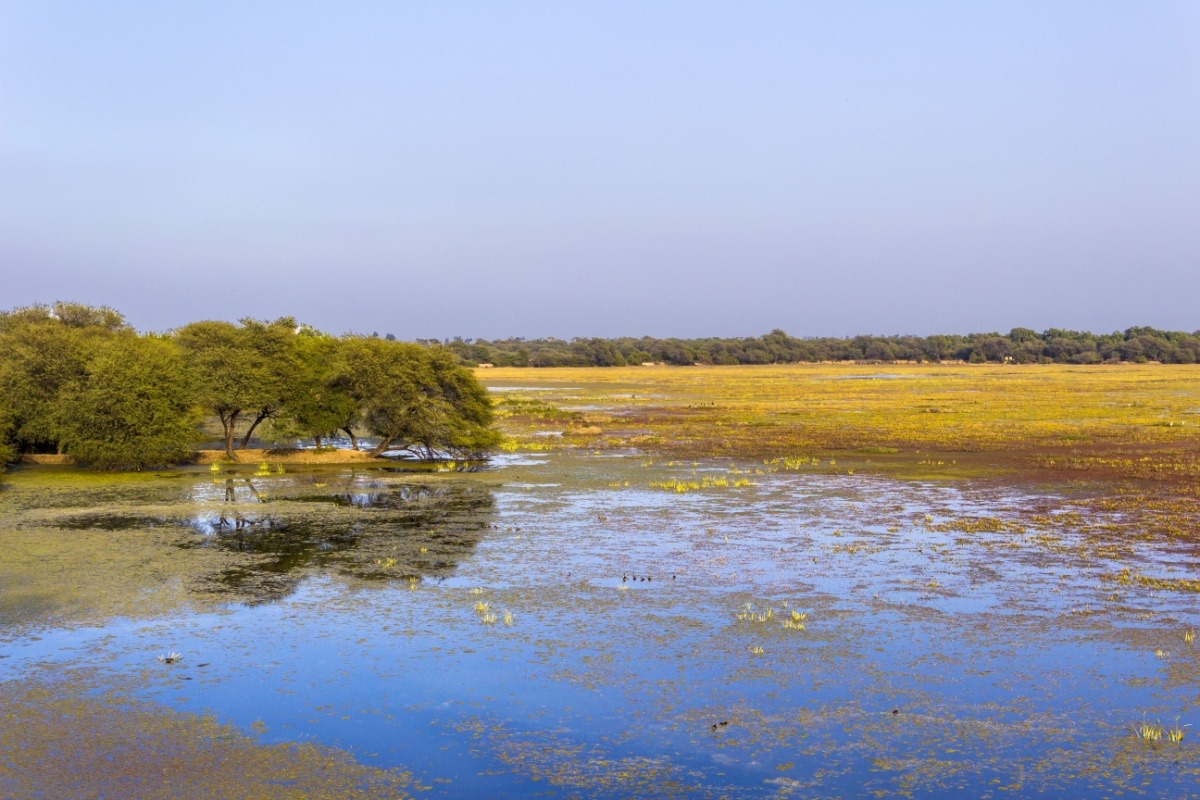 Lake in Keoladeo National Park, Bharatpur