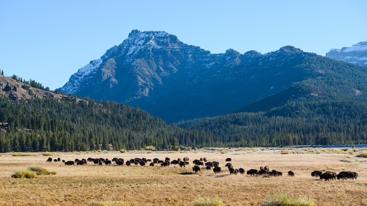 Lamar Valley in Yellowstone National Park, USA Lamar Valley in Yellowstone National Park, USA