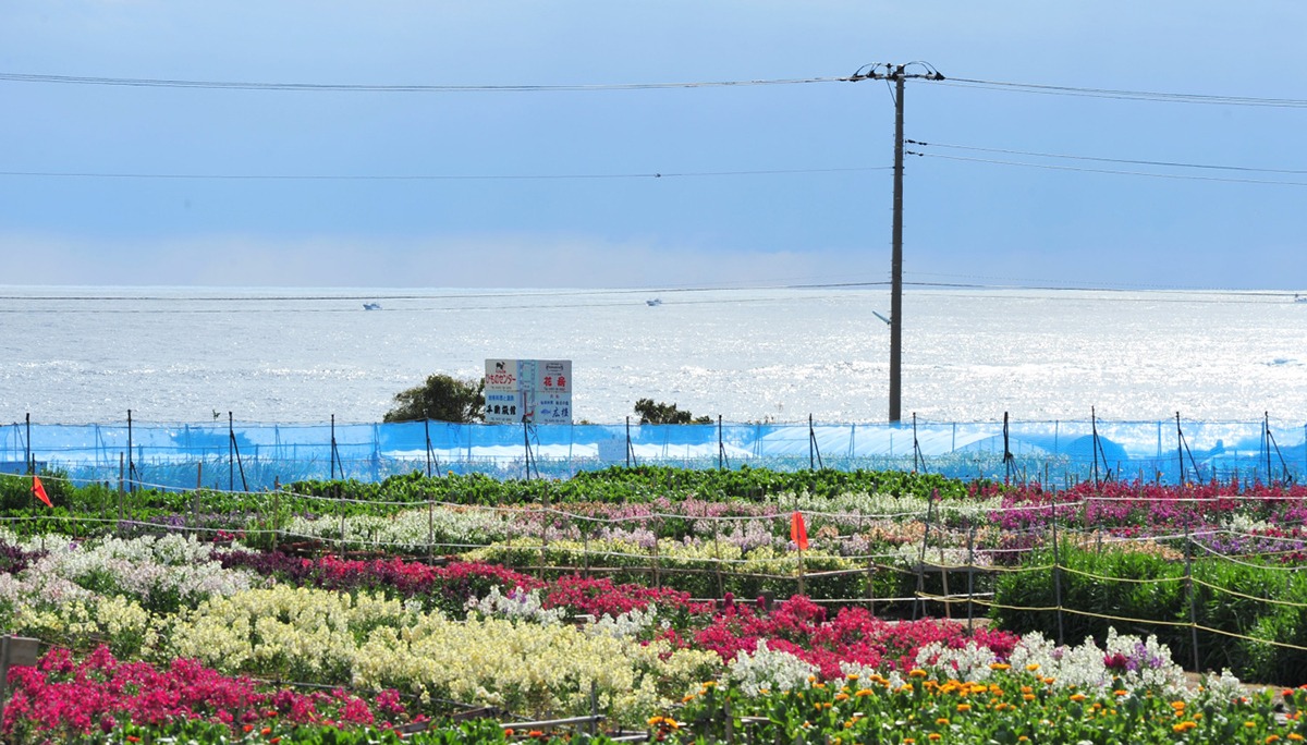 Shiramazu Flower Fields