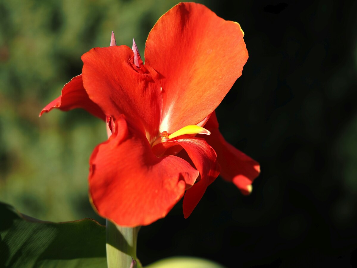 Bunga Canna Bunga Canna