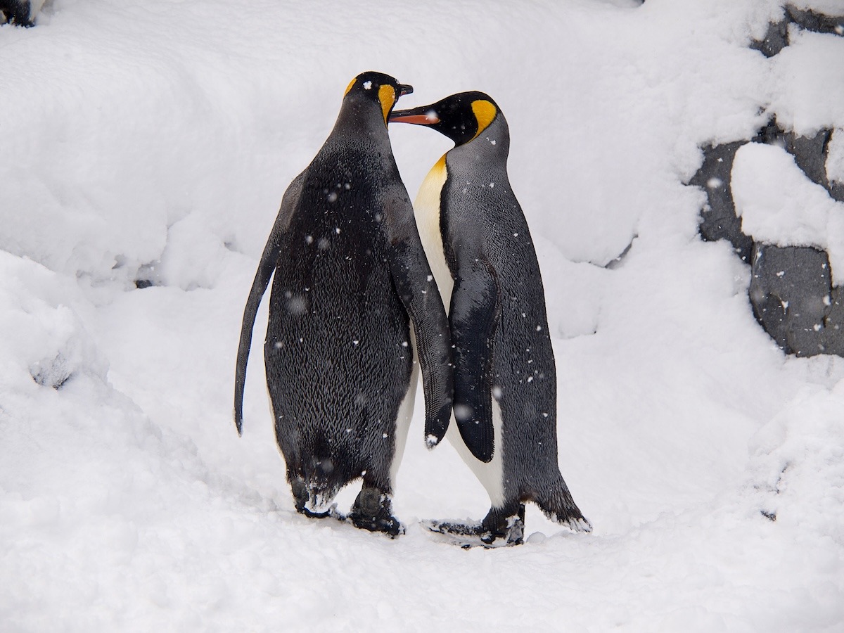 A Couple of Penguins at Asahiyama Zoo A Couple of Penguins at Asahiyama Zoo