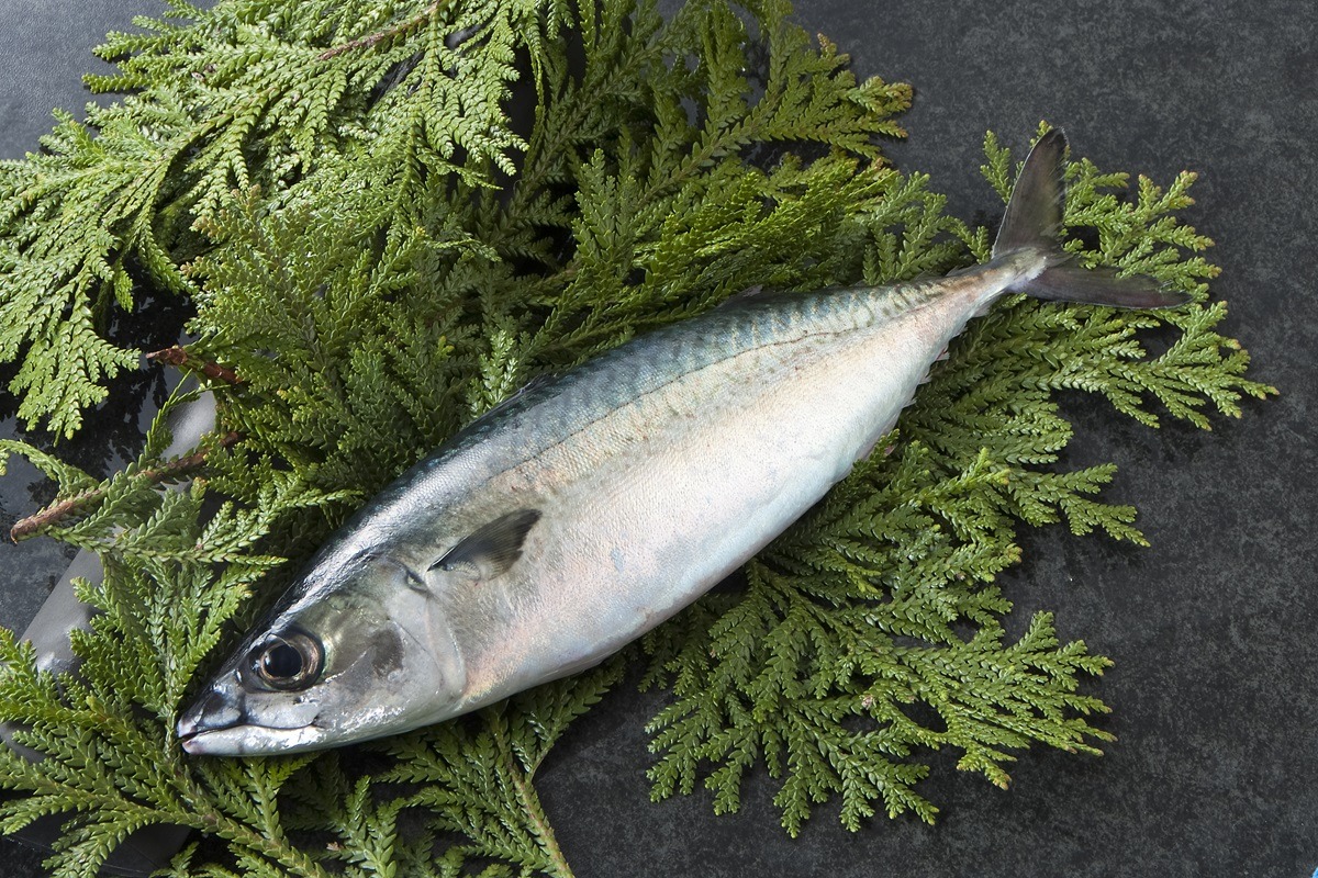 Saba Fish Saba Fish