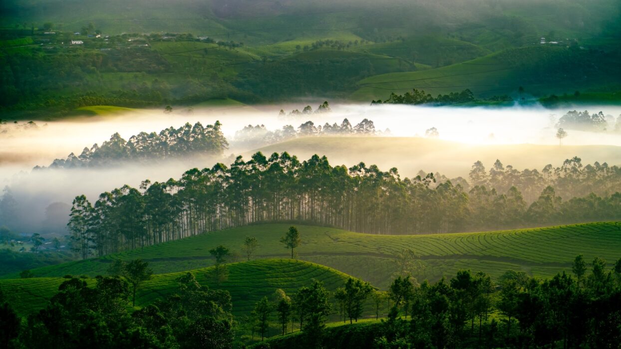 Temui Daya Tarikan Munnar: Hotel bajet untuk pelancong yang mementingkan kos background image
