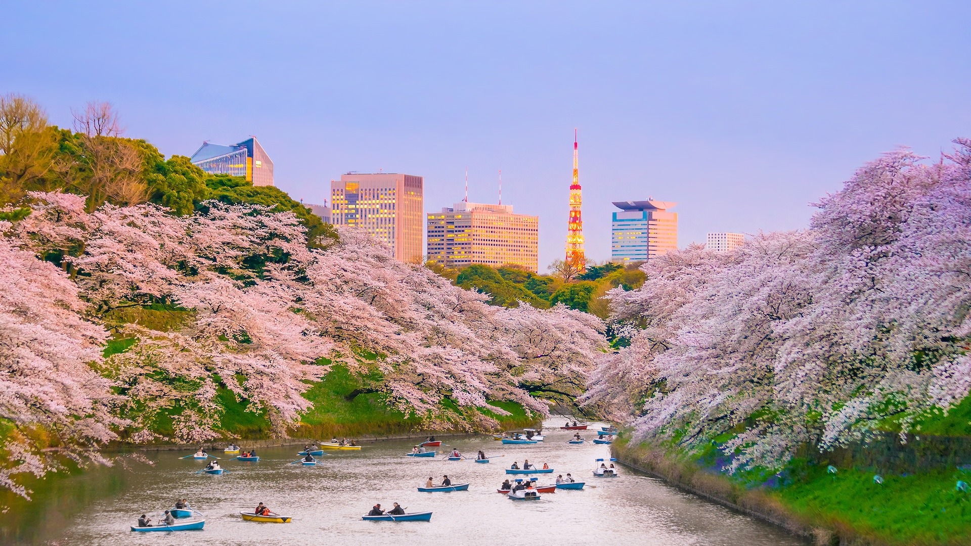 Chidorigafuchi park with full bloom sakura in Tokyo, Japan Chidorigafuchi park with full bloom sakura in Tokyo, Japan