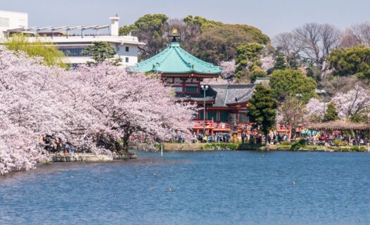 Tokyo for Less: Insider Secrets to Cheap Hotel Deals